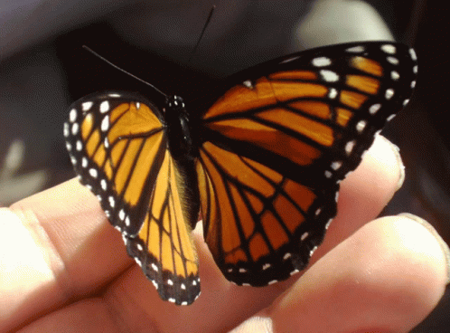 Orange Butterfly GIF - Orange Butterfly GIFs