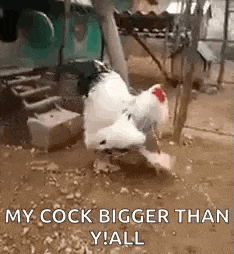 a chicken is standing in a muddy area and eating a piece of wood .