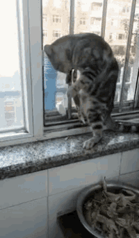 a cat is standing on a window sill in front of a bowl of shrimp .
