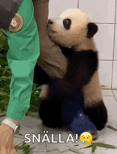 a panda bear is being held by a person and says " snälla " on the bottom right
