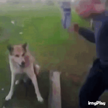a dog is standing next to a person in a blurry photo that says imgplay at the bottom