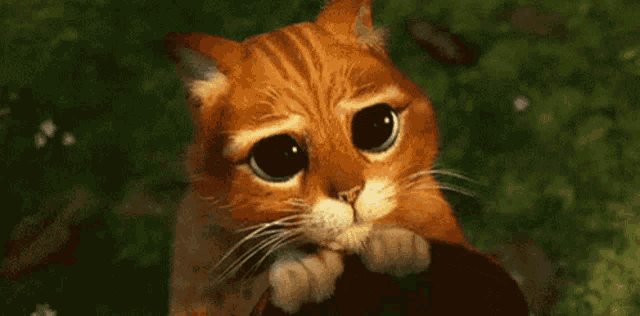 a close up of a cat with big eyes looking at the camera