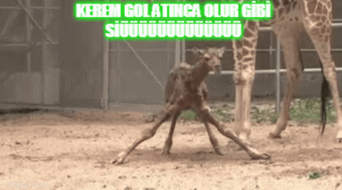 Kerem Siü GIF - Kerem Siü Giraffe GIFs