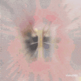 a close up of a painting with the word vivavideo at the bottom