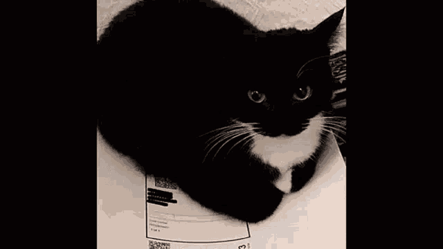 a black and white cat laying on top of a piece of paper that says doctor bruh on the bottom