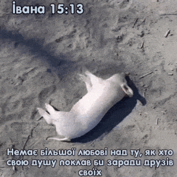 a white dog laying on its back in the sand with a bible verse in a foreign language