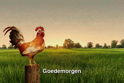 Wakker Worde GIF - Good Morning Chicken Rise And Shine GIFs