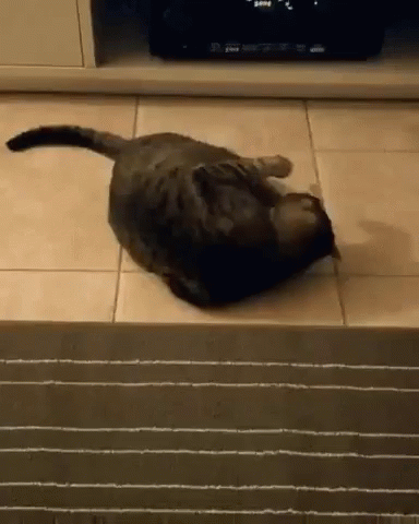 Cat Playtime GIF - Cat Playtime Flip GIFs