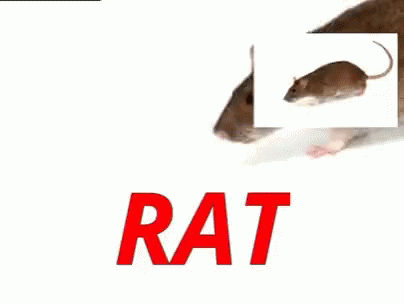 Rat Chuha GIF - Rat Chuha चूहा GIFs
