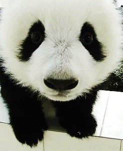 Panda Baby GIF - Panda Cute GIFs