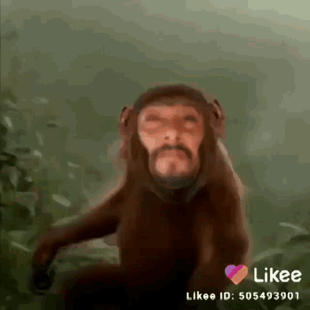 Monkey Dance GIF - Monkey Dance Monkey Dance GIFs