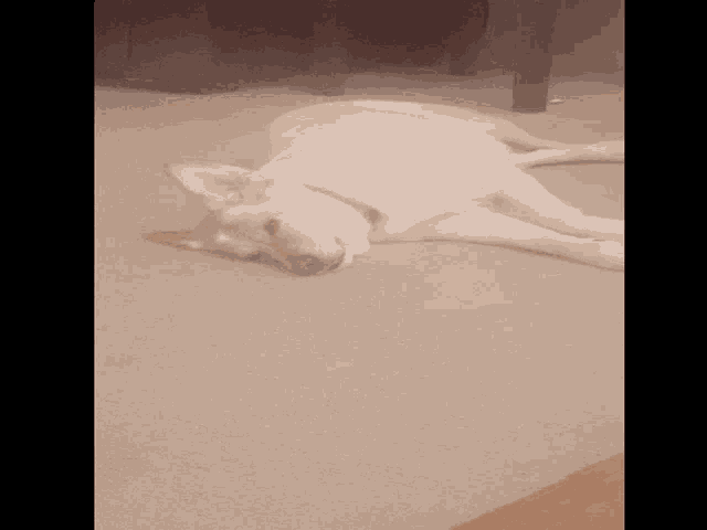 a dog laying upside down on a carpeted floor