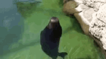 a seal is standing on its hind legs in a pond .