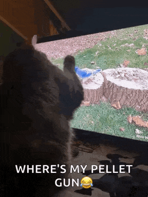 a cat is looking at a tv screen with the words where 's my pellet gun on it