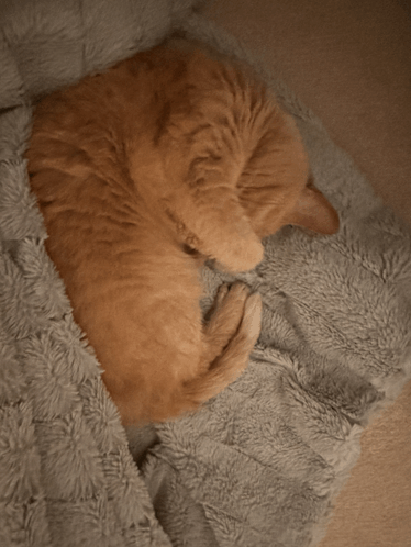 Cats GIF - Cats GIFs