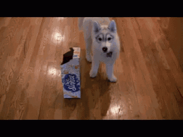 a husky dog standing next to a box of dairy swirls cereal
