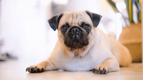a pug dog is laying down on the floor looking at the camera