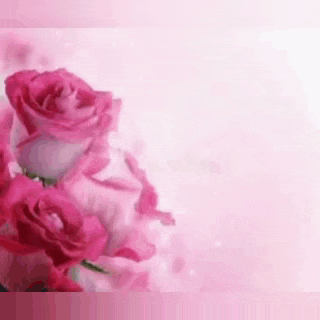 a close up of three pink roses on a pink background .