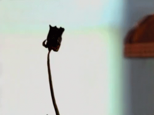 Dead To Living Rose - Halloweentown GIF - Rose Bloom GIFs