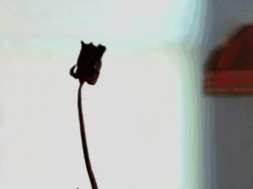 Dead To Living Rose - Halloweentown GIF