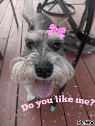 a picture of a dog with a pink bow on its head and the words do you like me on the bottom