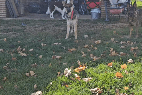 a german shepherd with a frisbee in its mouth