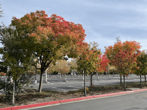 Fall Tree GIF