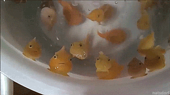 Lumpfish Cute GIF - Lumpfish Cute Fish GIFs