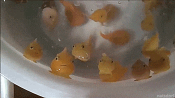 a bunch of fish are swimming in a bowl of water