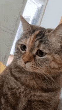 Cute Meo Meo GIF - Cute Meo Meo Cat Talking GIFs