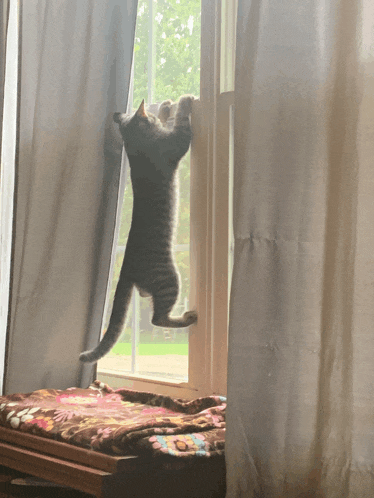 a kitten climbs up a window while looking out the window