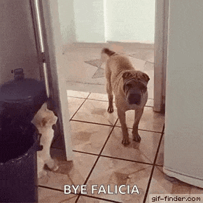 a shar pei dog is standing in a hallway next to a trash can and a refrigerator .
