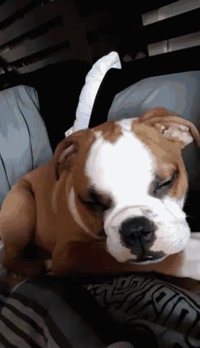 Englishbulldog Sleepy GIF - Englishbulldog Bulldog Sleepy GIFs