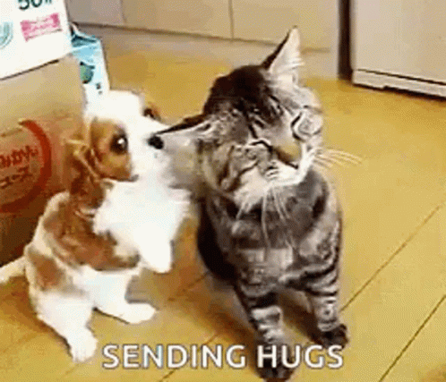 Cat Hug GIF