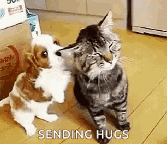 a cat and a puppy are hugging each other .