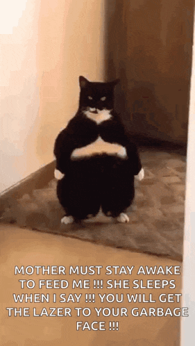 a black and white cat is standing on its hind legs in a room .