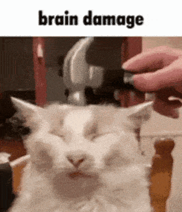Cat Brain Damage GIF - Cat Brain Damage Funny GIFs