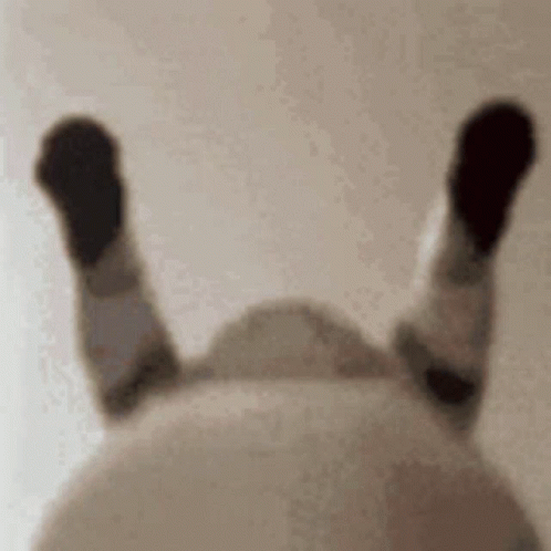 Vibrate Cat GIF - Vibrate Cat GIFs