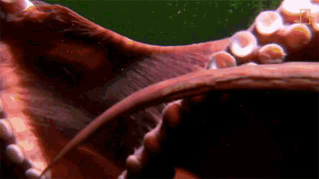 Tentacles Camouflage Queen GIF - Tentacles Camouflage Queen Wonderfully Weird GIFs