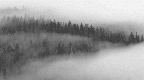 Fog Mountains GIF - Fog Mountains Trees GIFs