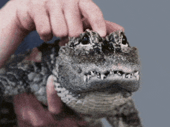 Crocodile Alligator GIF - Crocodile Alligator Croc GIFs