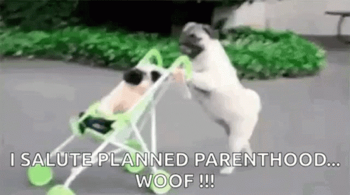 Baby Dogs GIF