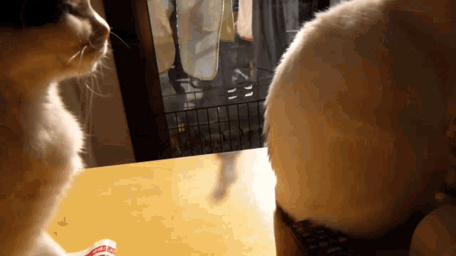 Cat Excuse Me GIF - Cat Excuse Me Touch GIFs