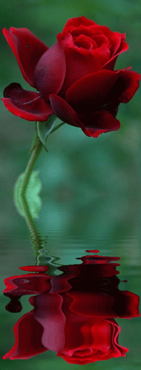 Reflect. GIF - Red Rose White GIFs