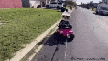 a dog is riding a toy car on a street .