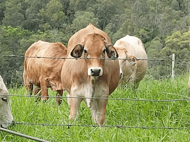 a herd of cows behind a barbed wire fence in a field