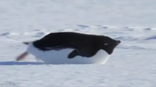 Scootin Along GIF - Penguin Scoot Im Coming GIFs