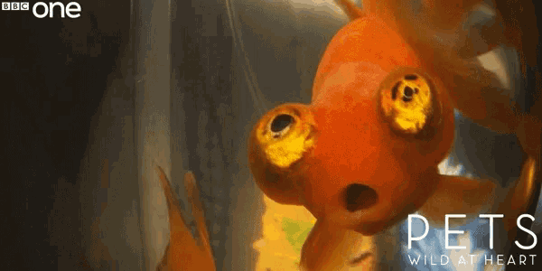 a poster for pets wild at heart showing a goldfish