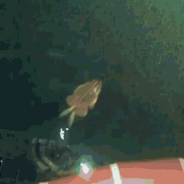 Glorp Frog GIF - Glorp Frog Swim GIFs