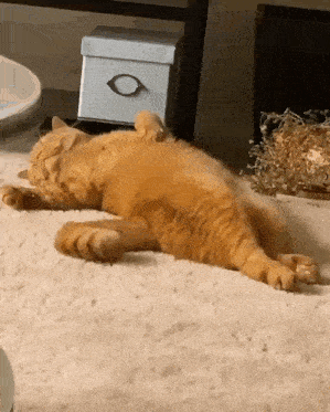 an orange cat is laying on its back on a white rug .